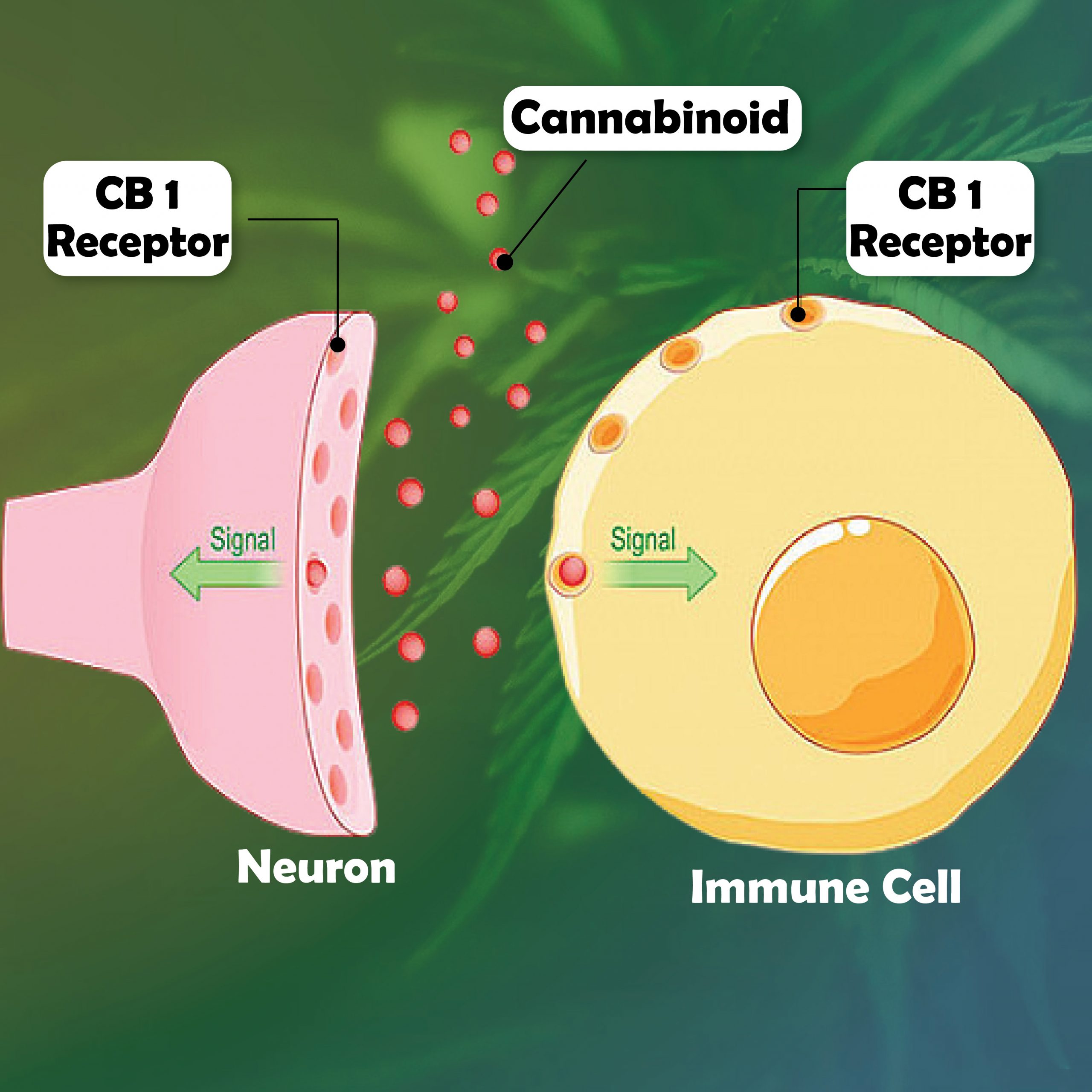 Endocannabinoids