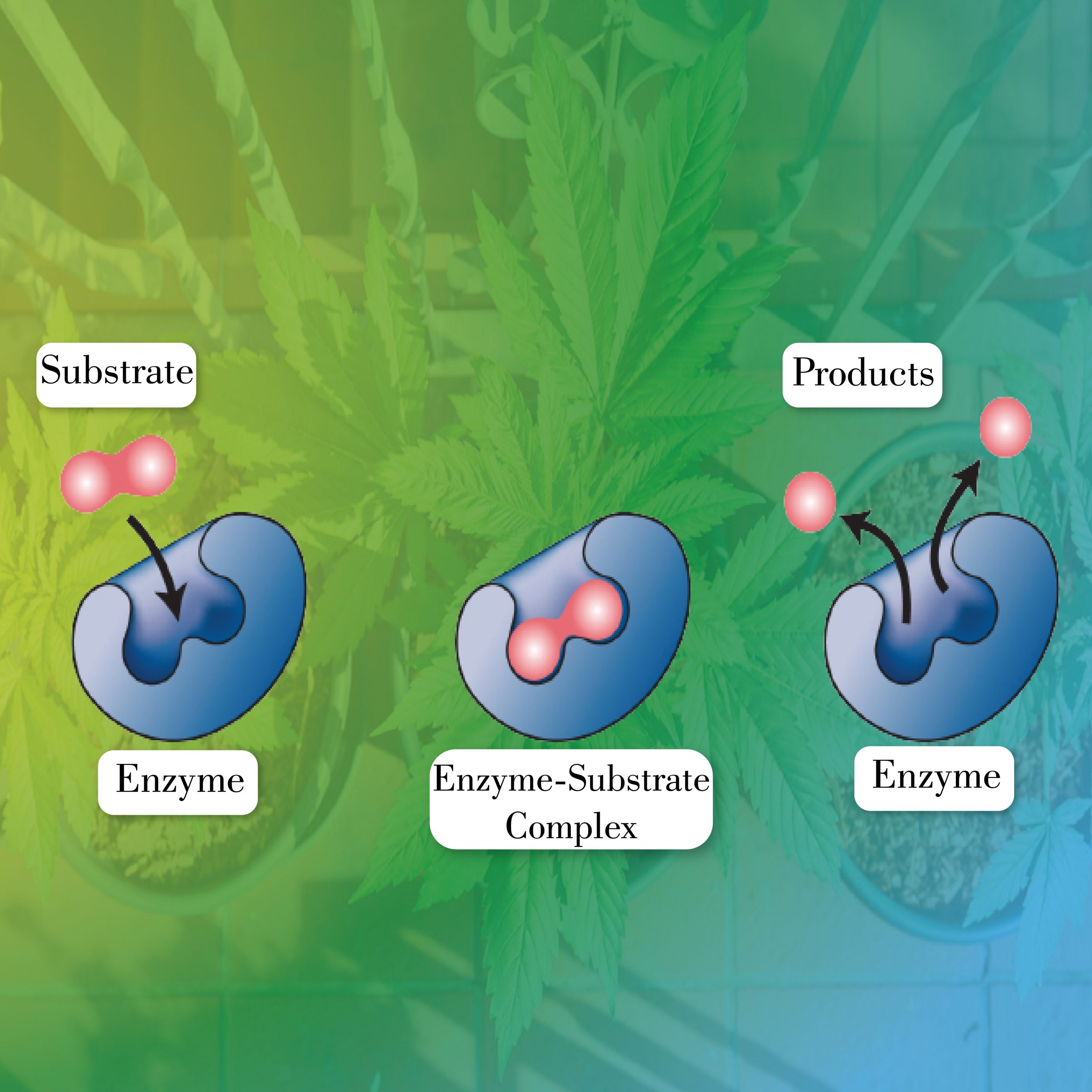 enzyme