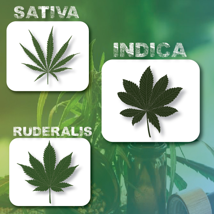 types of cannabis plant